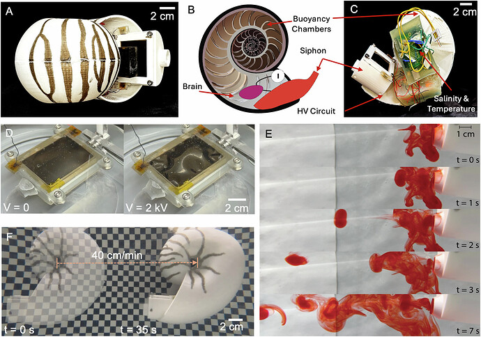 RoboNautilus: a cephalopod-inspired soft robotic siphon for ...