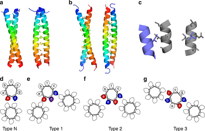 Maintaining and breaking symmetry in homomeric coiled-coil ...