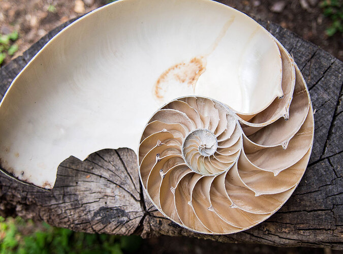 The Spiral Windings - Terrain.org