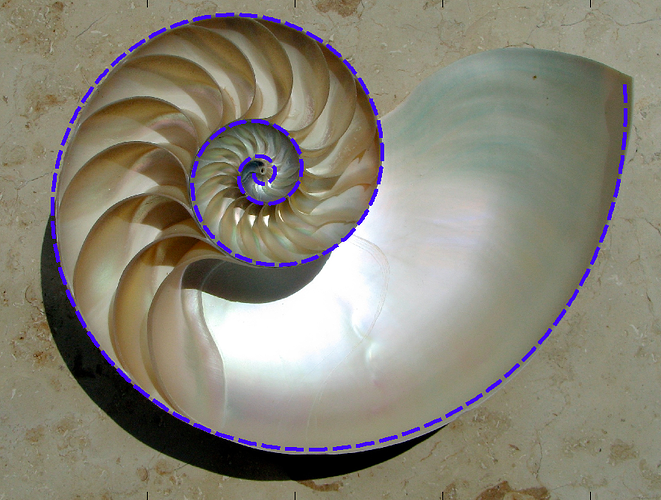 File:Nautilus Cutaway with Logarithmic Spiral.png - Wikimedia Commons