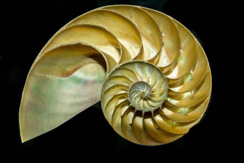 Cutaway Nautilus Sea Shell Stock Photos - Free & Royalty-Free ...