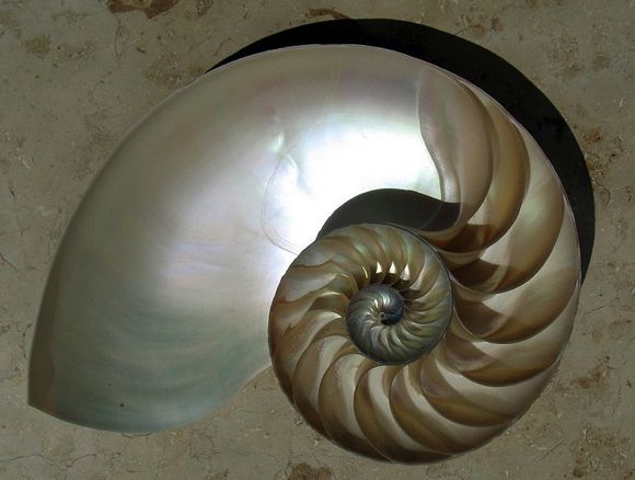 What's special about the shape of a Nautilus shell? Find out ...