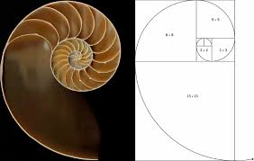 The spiral of the nautilus shell is frequently suggested to follow ...