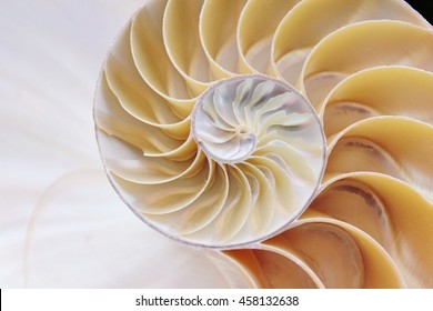 Nautilus Shell Cross Section Symmetry Spiral Stock Photo 458132638 ...