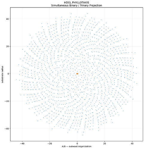 hdglphyllotaxis